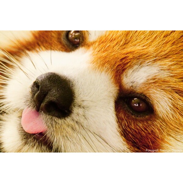 Tokina SZ 900mm PRO f/11 MF  Fujifilm X