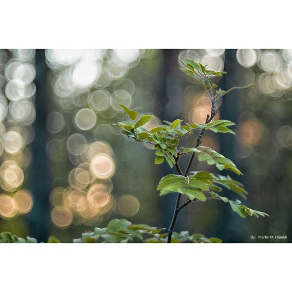 TTArtisan 100mm f/2,8  M42