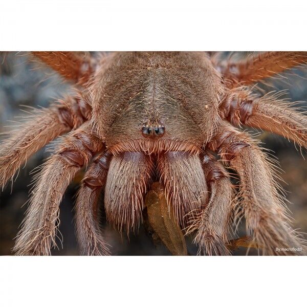 TTArtisan 100mm f/2,8 Macro 2X  Fujifilm Mittelformat