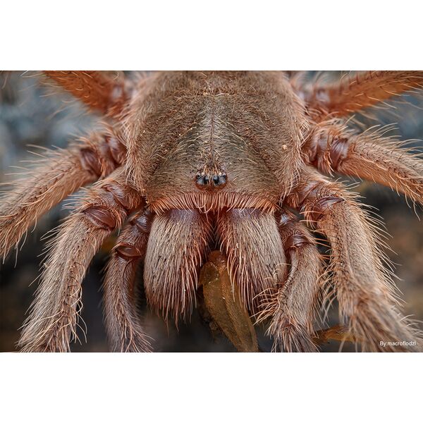 TTArtisan 100mm f/2,8 Macro 2X   Nikon FX