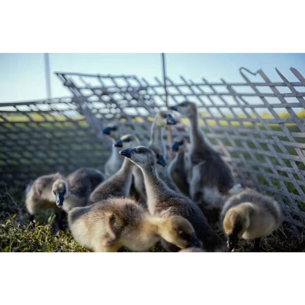 TTArtisan 23mm f/1,4 - Demoware  Fuji X