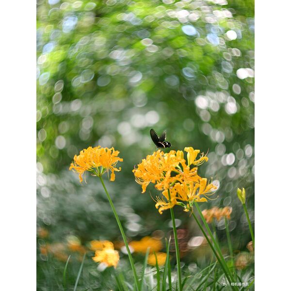 TTArtisan 75mm f/1.5  M42