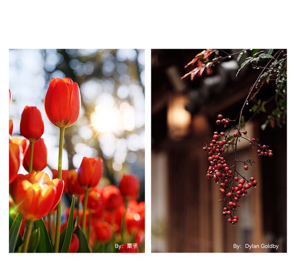 TTArtisan AF 56mm f/1,8  Nikon Z DX schwarz