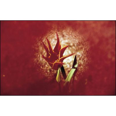 Cokin 068 Spot  A  rot