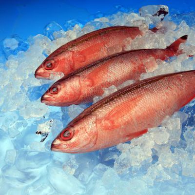 Falcon Eyes Hintergrund Papier 80x100 cm mit Farbverlauf 7 St. 