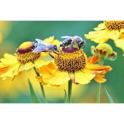 FKA Makrofotografie im Botanischen Garten  14.06.26