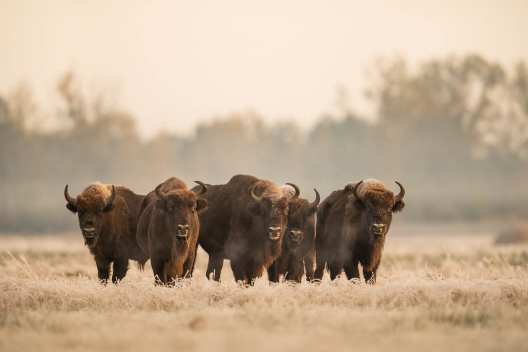 Rückkehr der Wisente Teaser