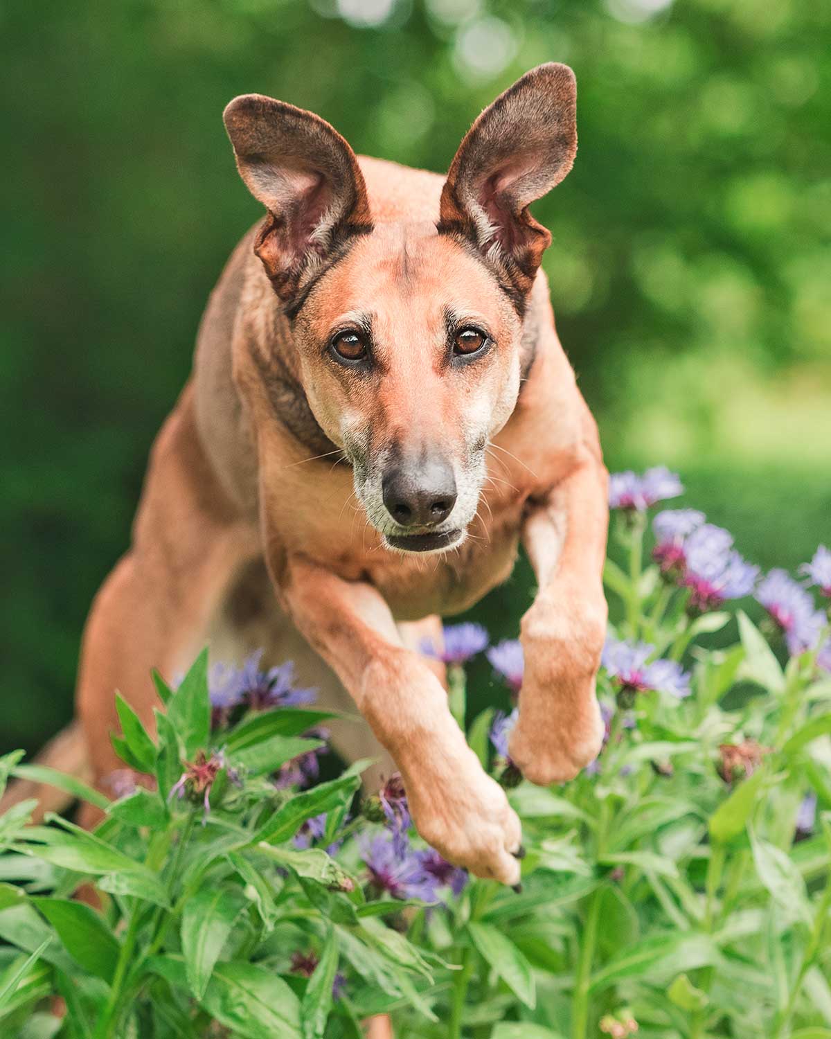 Elke Vogelsang Hundefotografie