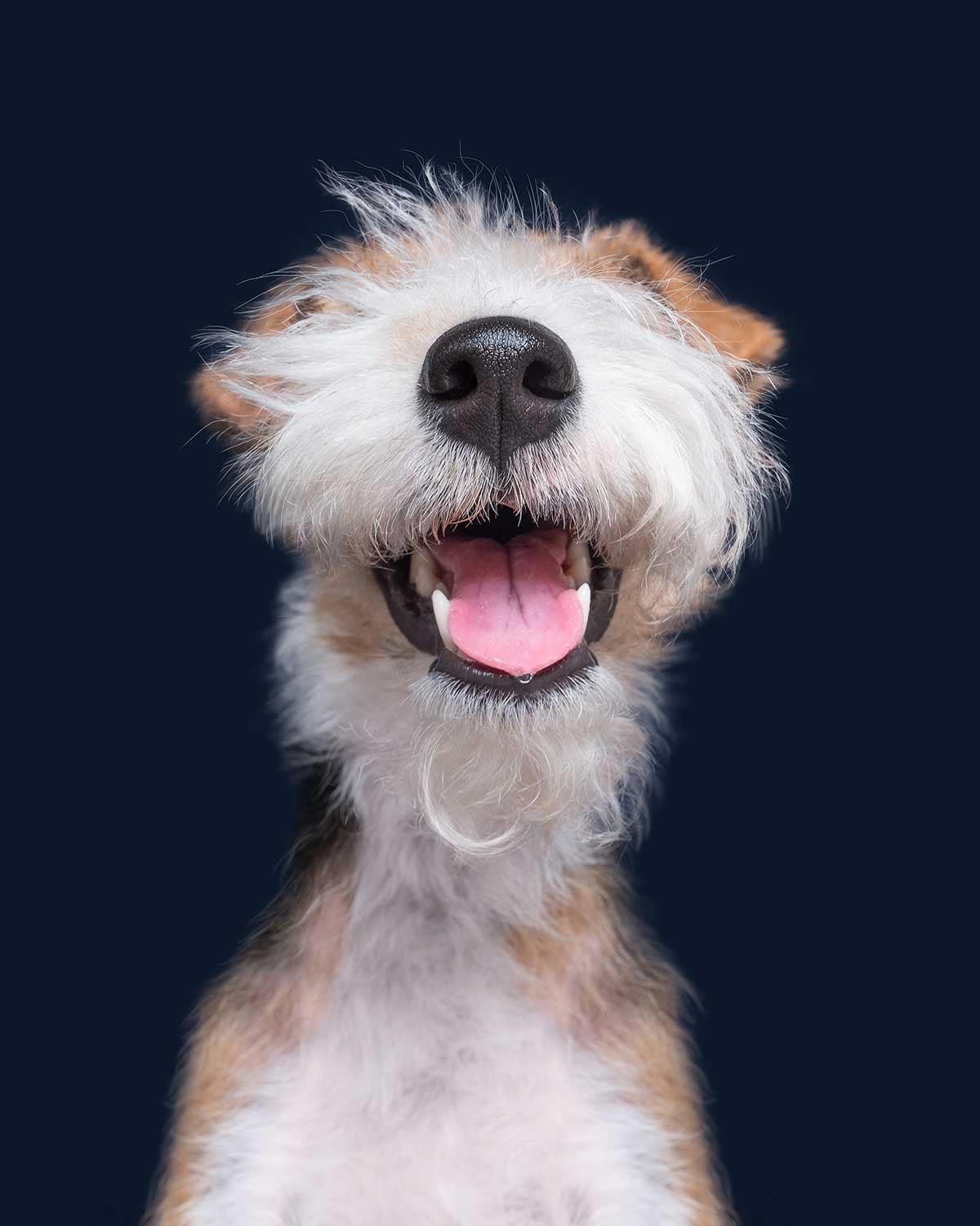 Elke Vogelsang Hundefotografie
