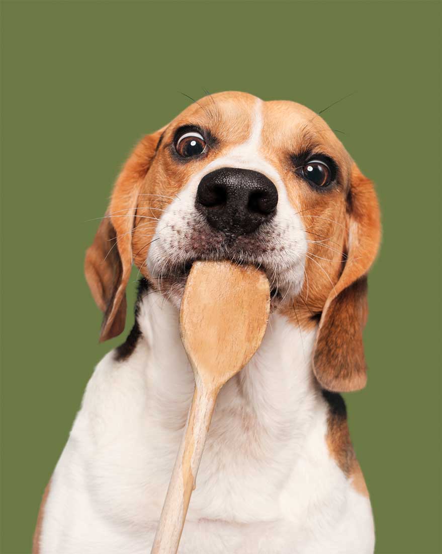 Elke Vogelsang Hundefotografie