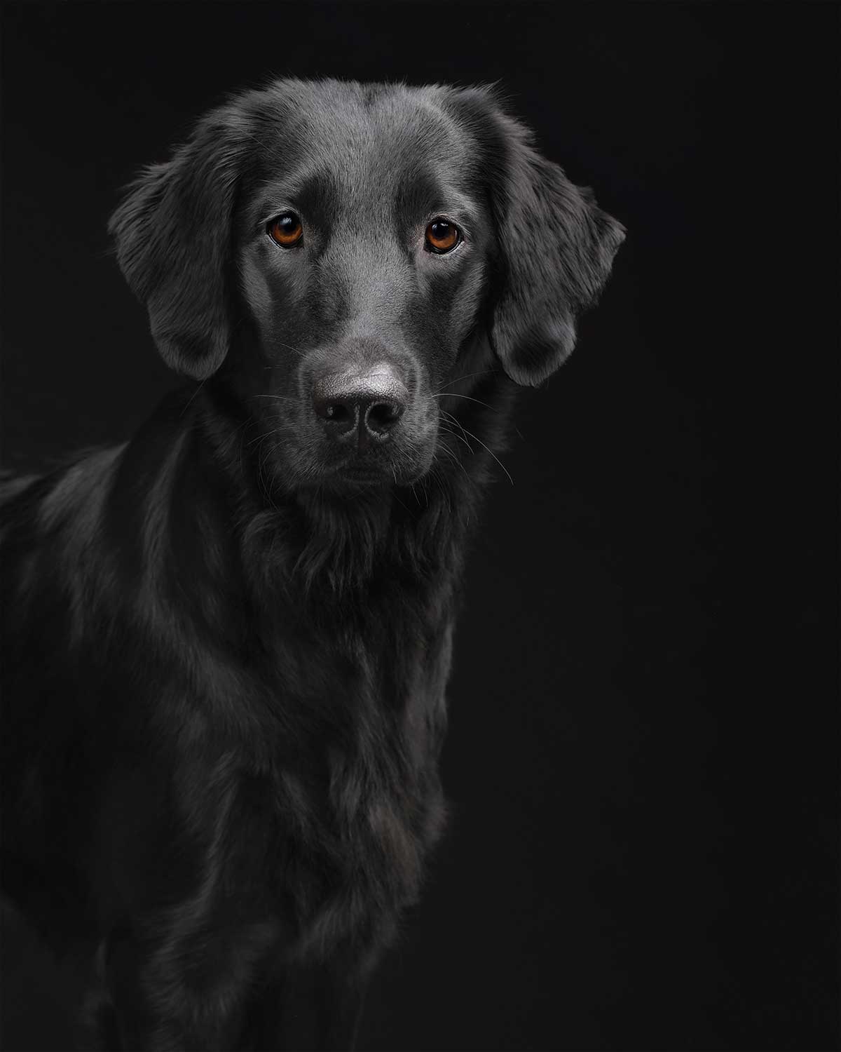 Elke Vogelsang Hundefotografie