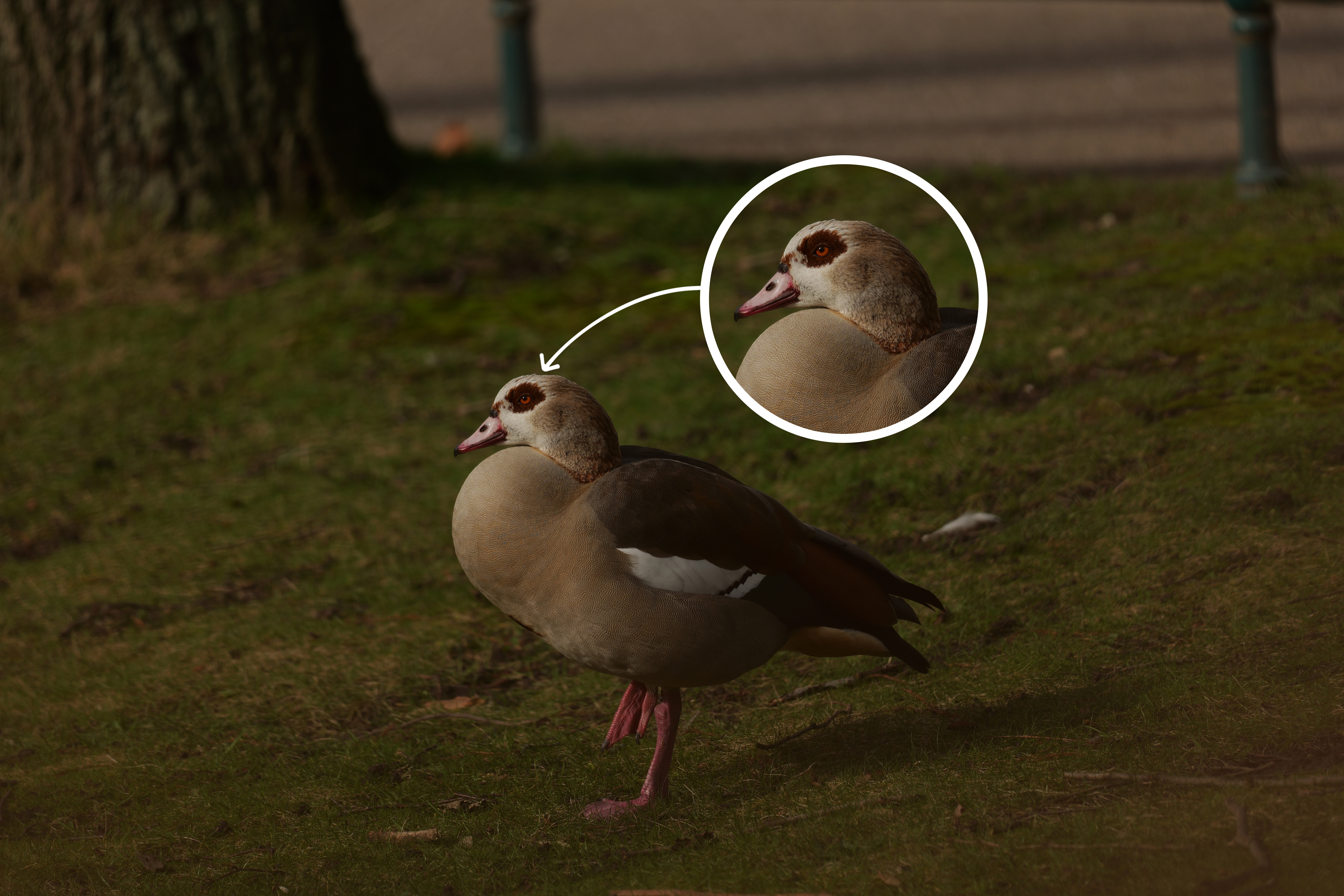 Schärfe im Detail bei Blende f5,6