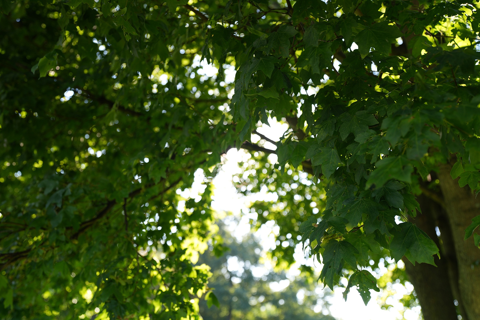 Sony 16-35mm f2,8 Bokeh