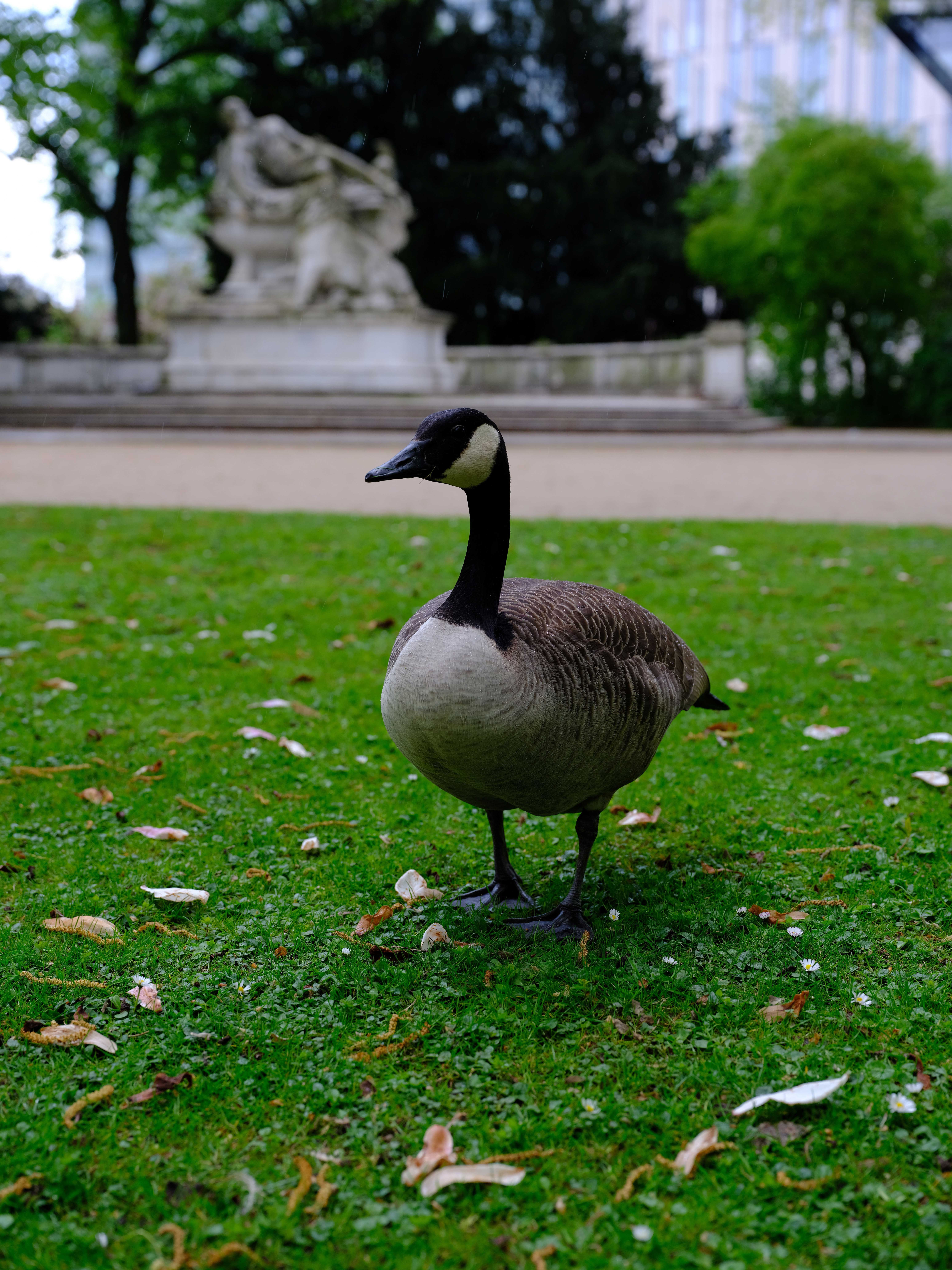 Fujifilm GFX 50S (Ente)