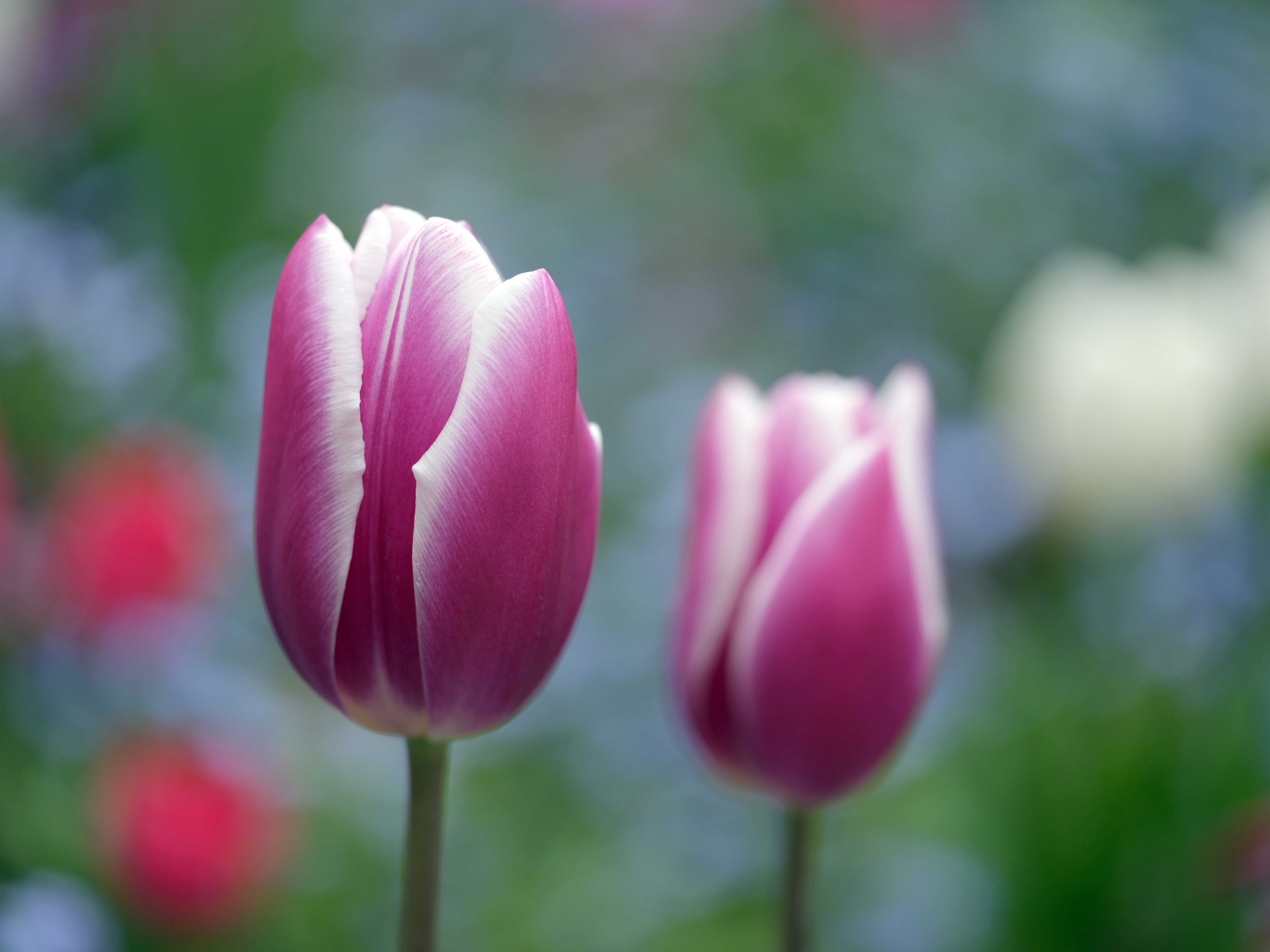 Fujifilm GFX 50S (Tulpe Macro)