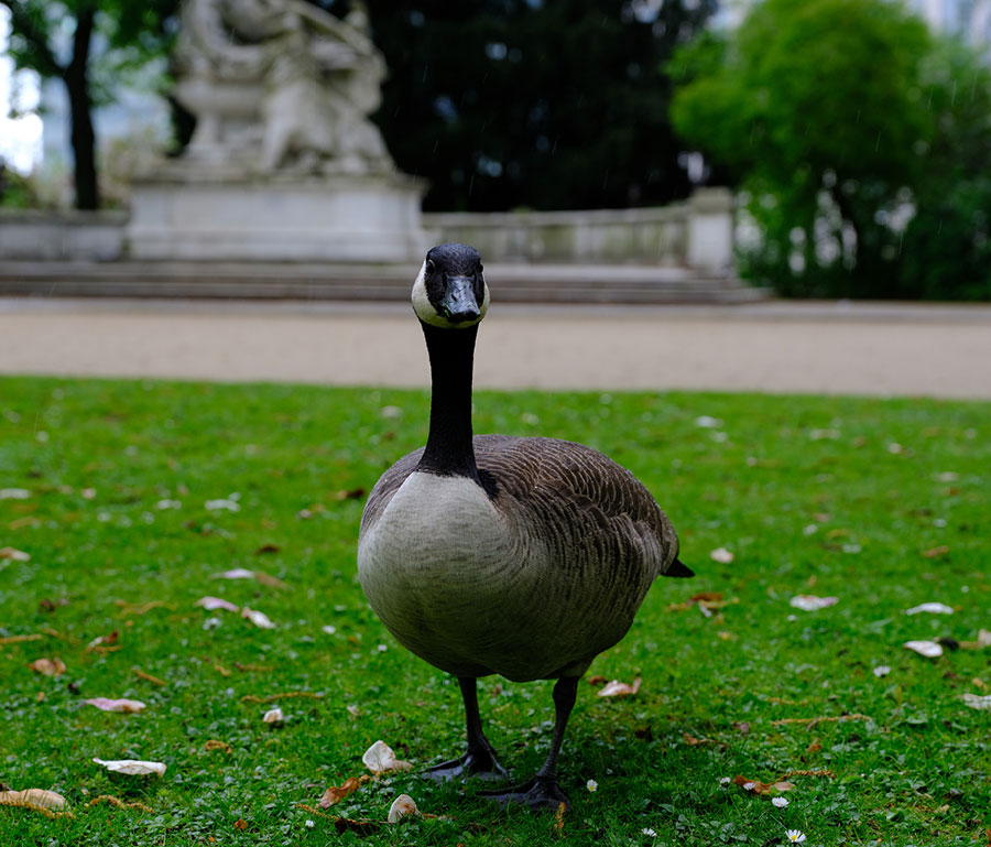 Fujifilm GFX 50S - RAW 1