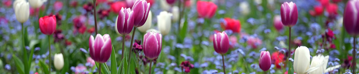 Fujifilm GFX 50S - Blumen-Panorama 2 Fujifilm GFX 50S - Blumen-Panorama 2