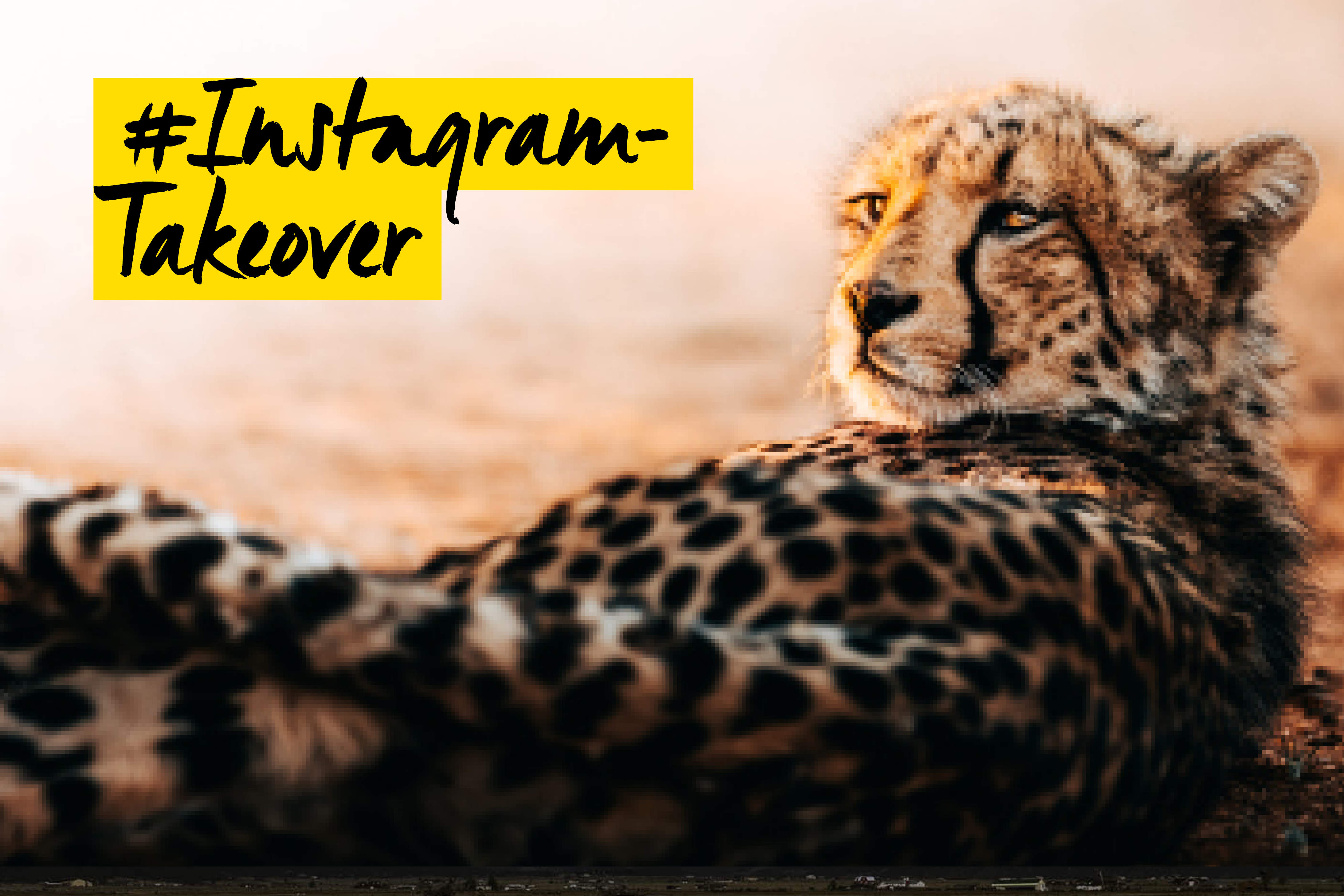 Instagram Foto Koch Takeover