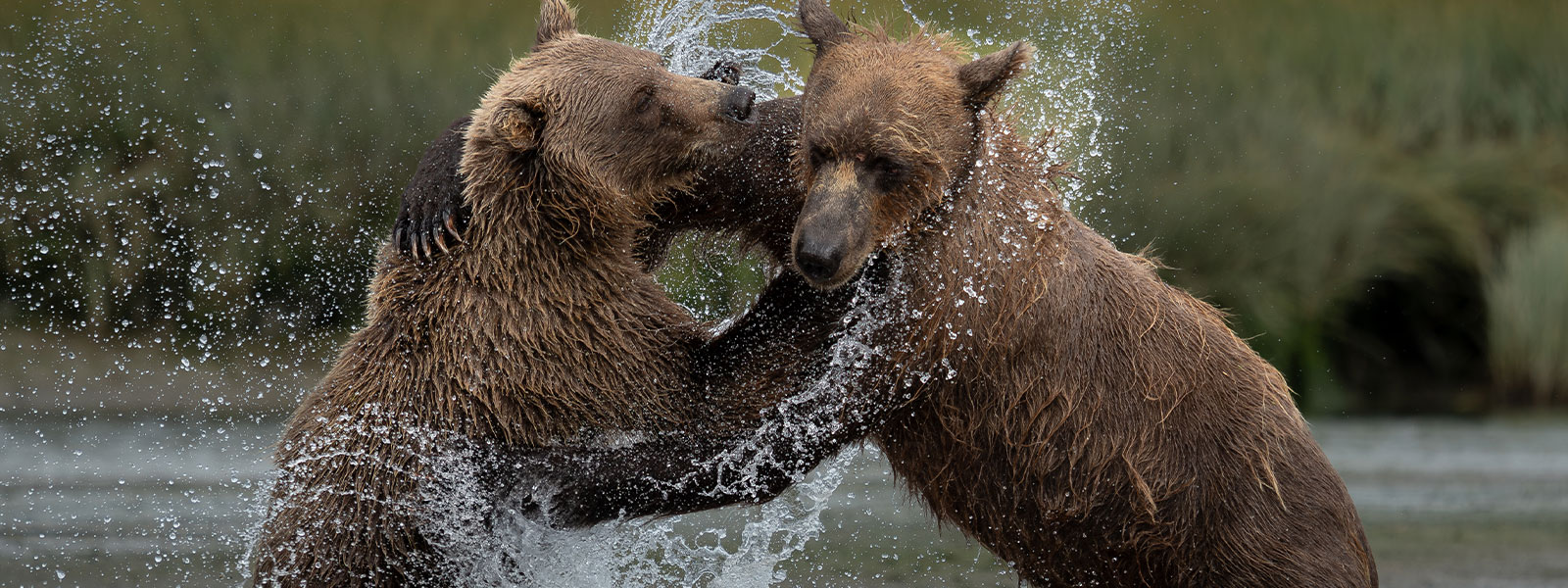 Action Bilder mit der M.Zuiko Digital ED 50-200mm f2.8 IS PRO 