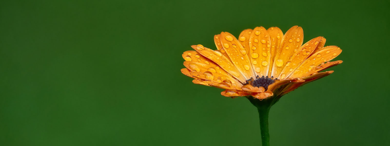 Makrofotografie mit der M.Zuiko Digital ED 50-200mm f2.8 IS PRO 