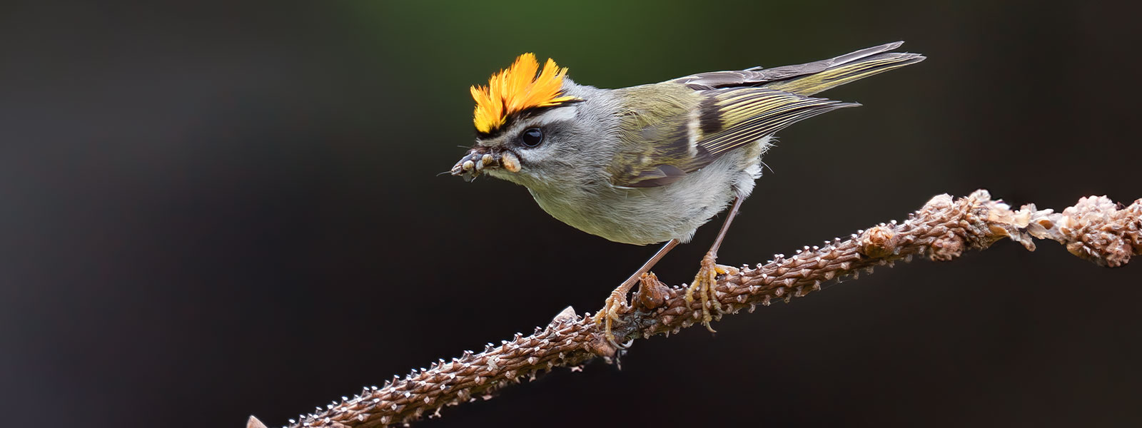 Vielseitige Motive einfangen mit der M.Zuiko Digital ED 50-200mm f2.8 IS PRO 