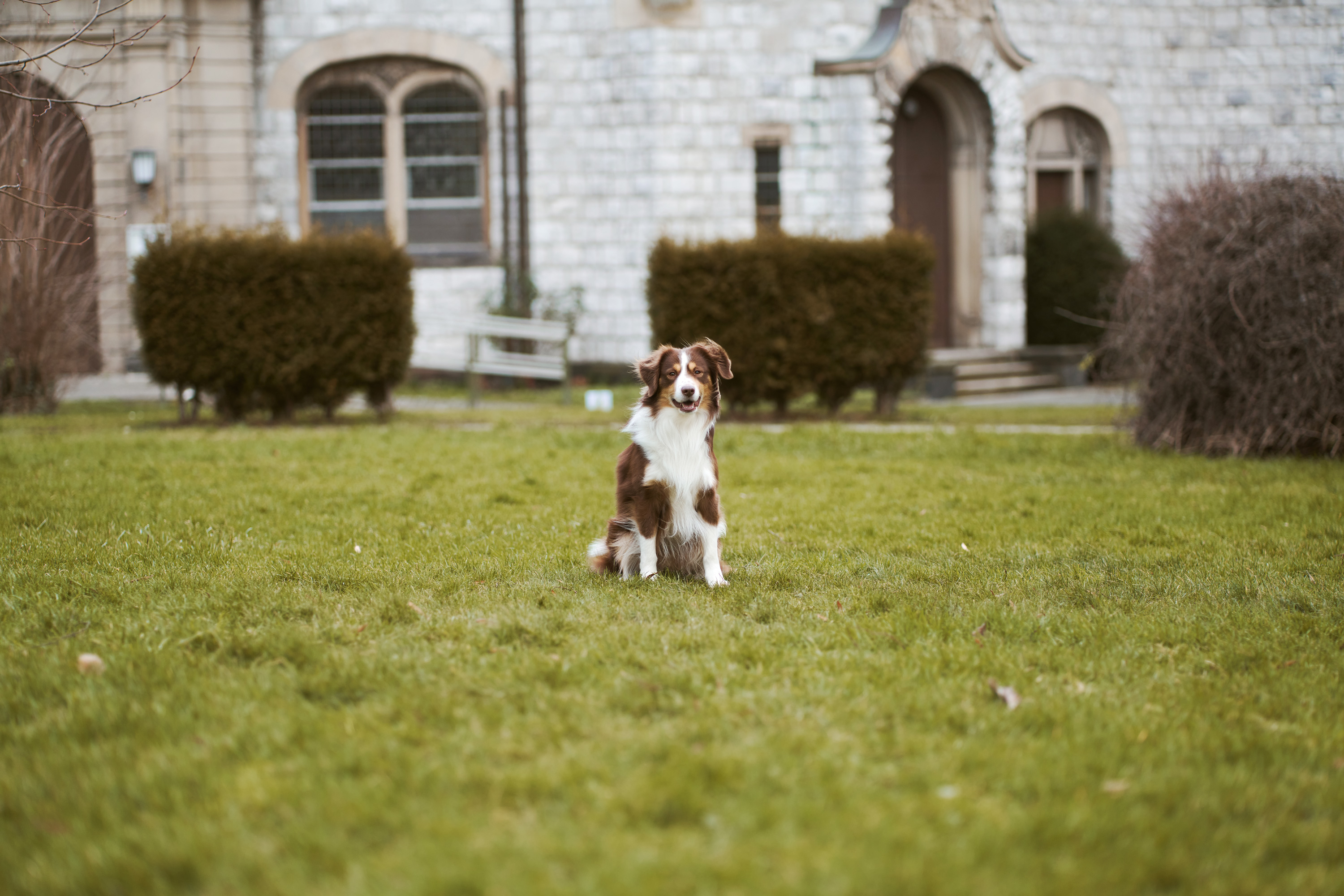 Hund auf Grünfläche 