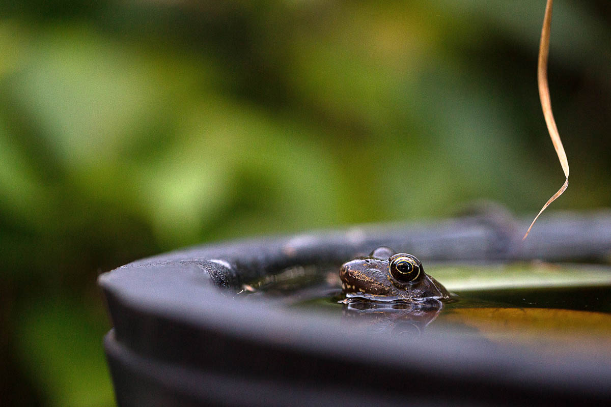 Schnappschuss 61 - Auf Foto-Safari im Ruhrpott