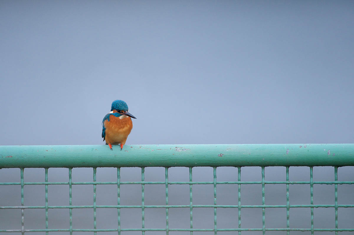 Schnappschuss 61 - Auf Foto-Safari im Ruhrpott