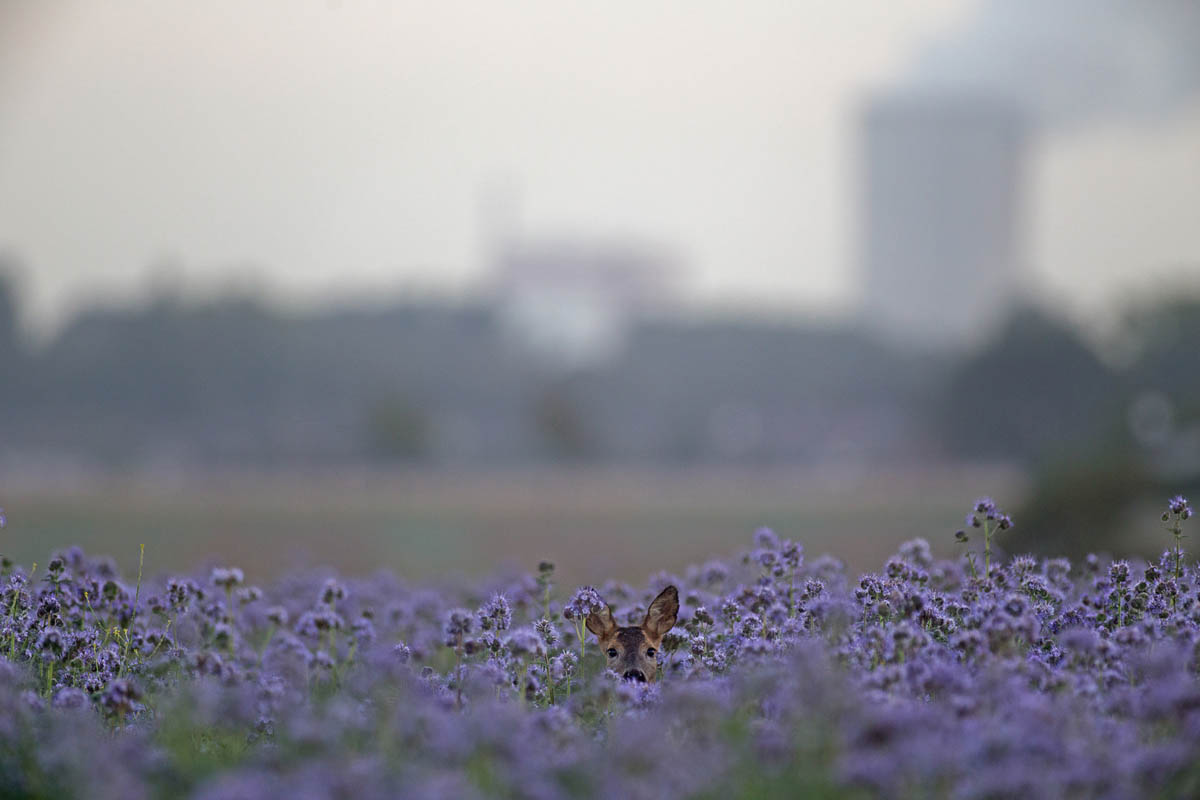 Schnappschuss 61 - Auf Foto-Safari im Ruhrpott