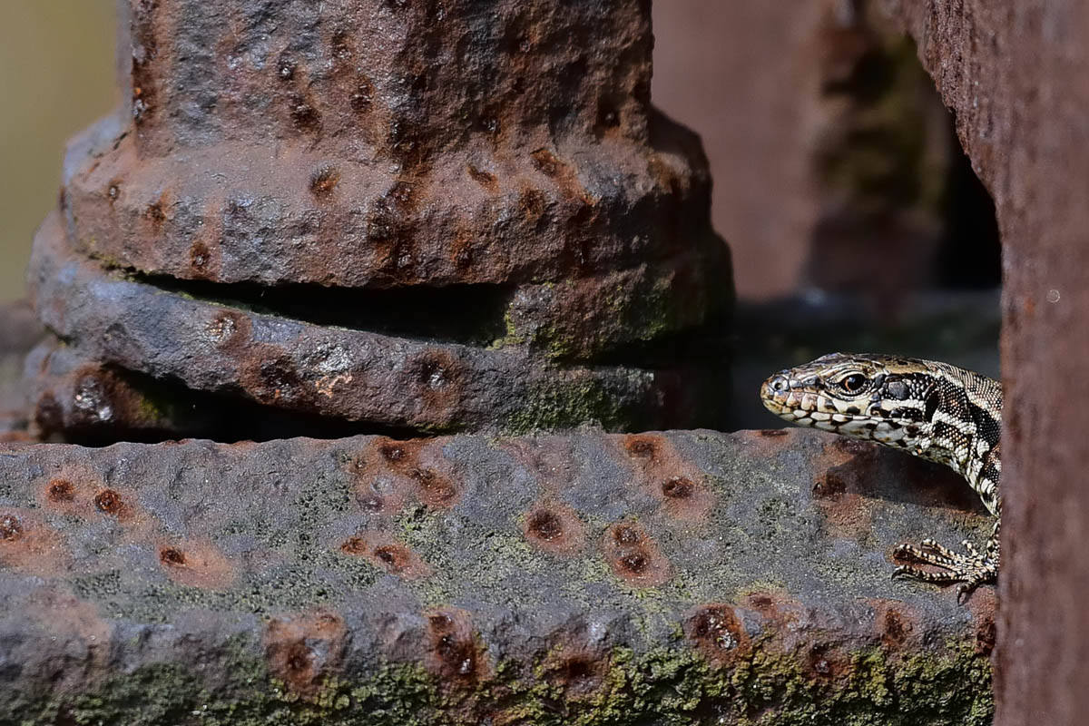 Schnappschuss 61 - Auf Foto-Safari im Ruhrpott