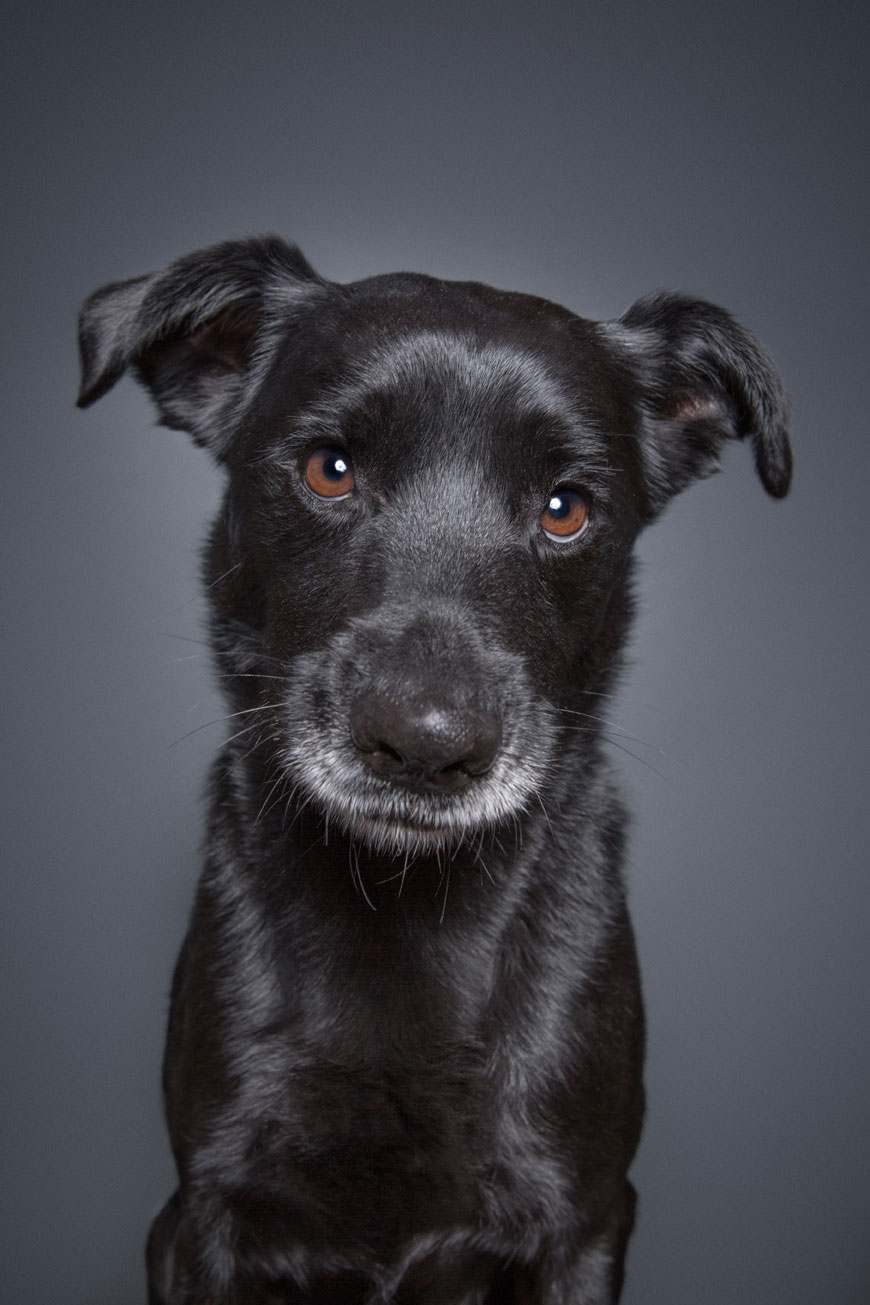 Elke Vogelsang - Auf den Hund gekommen