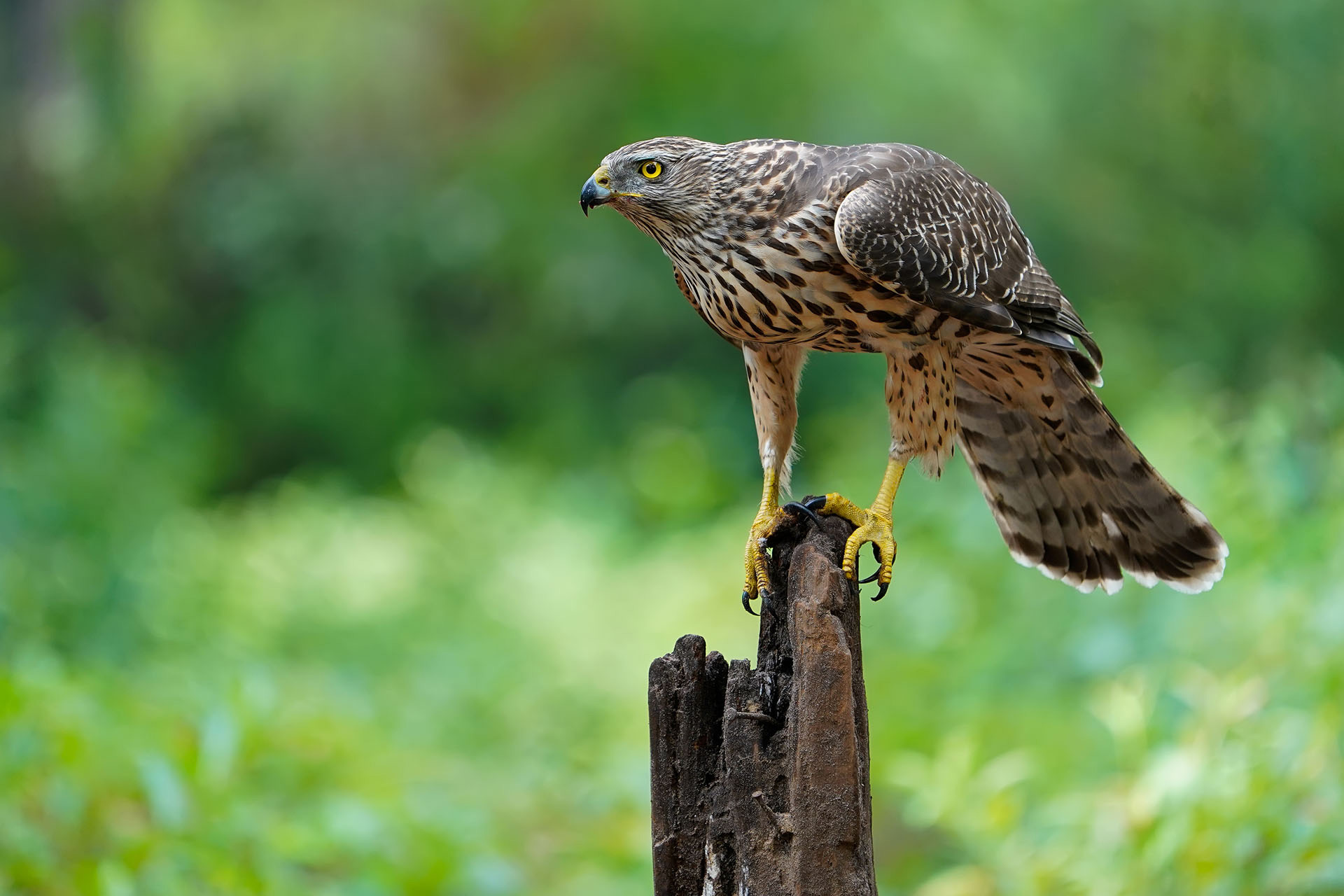 Tierfotografie Gustav Kiburg