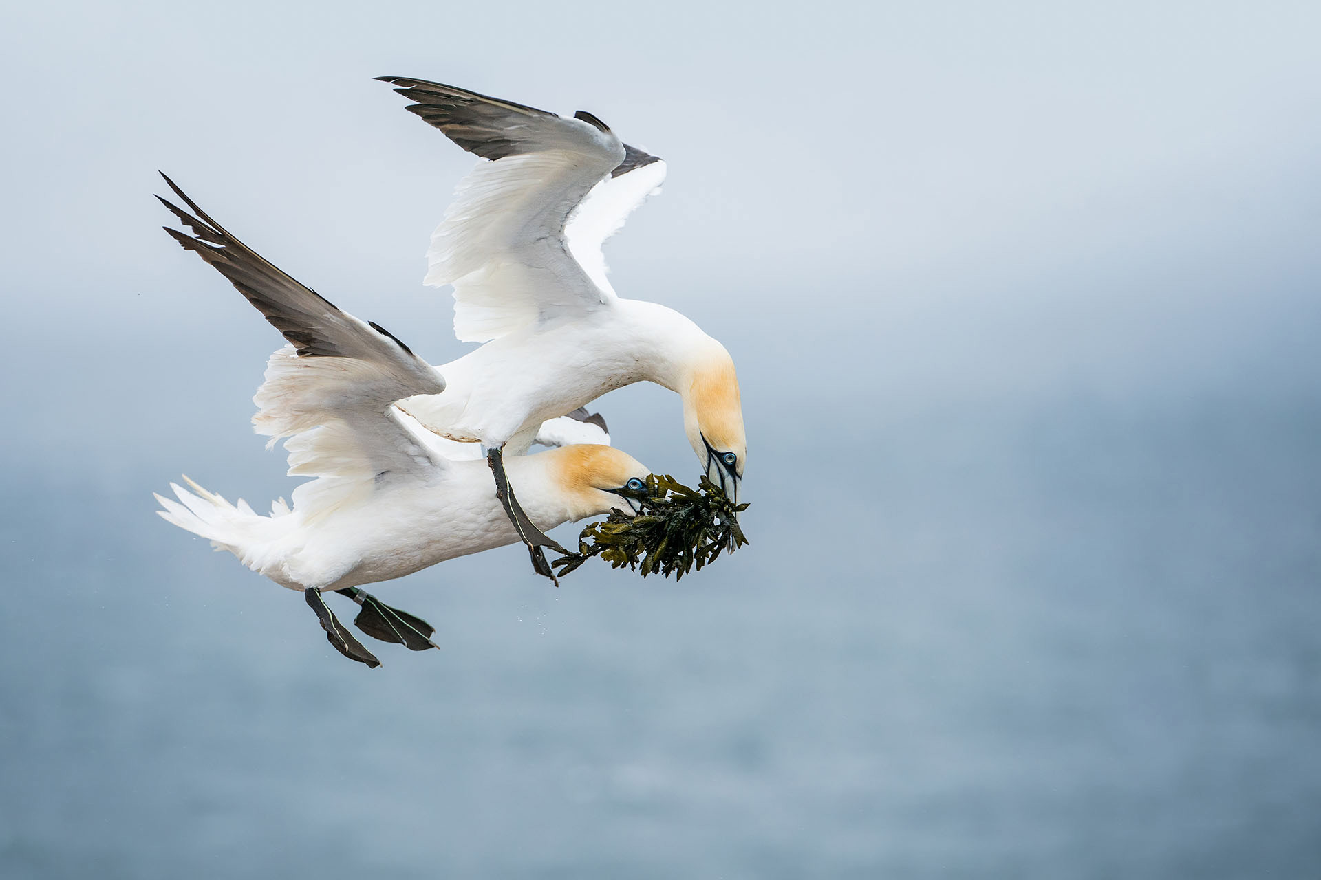 Tierfotografie Gustav Kiburg