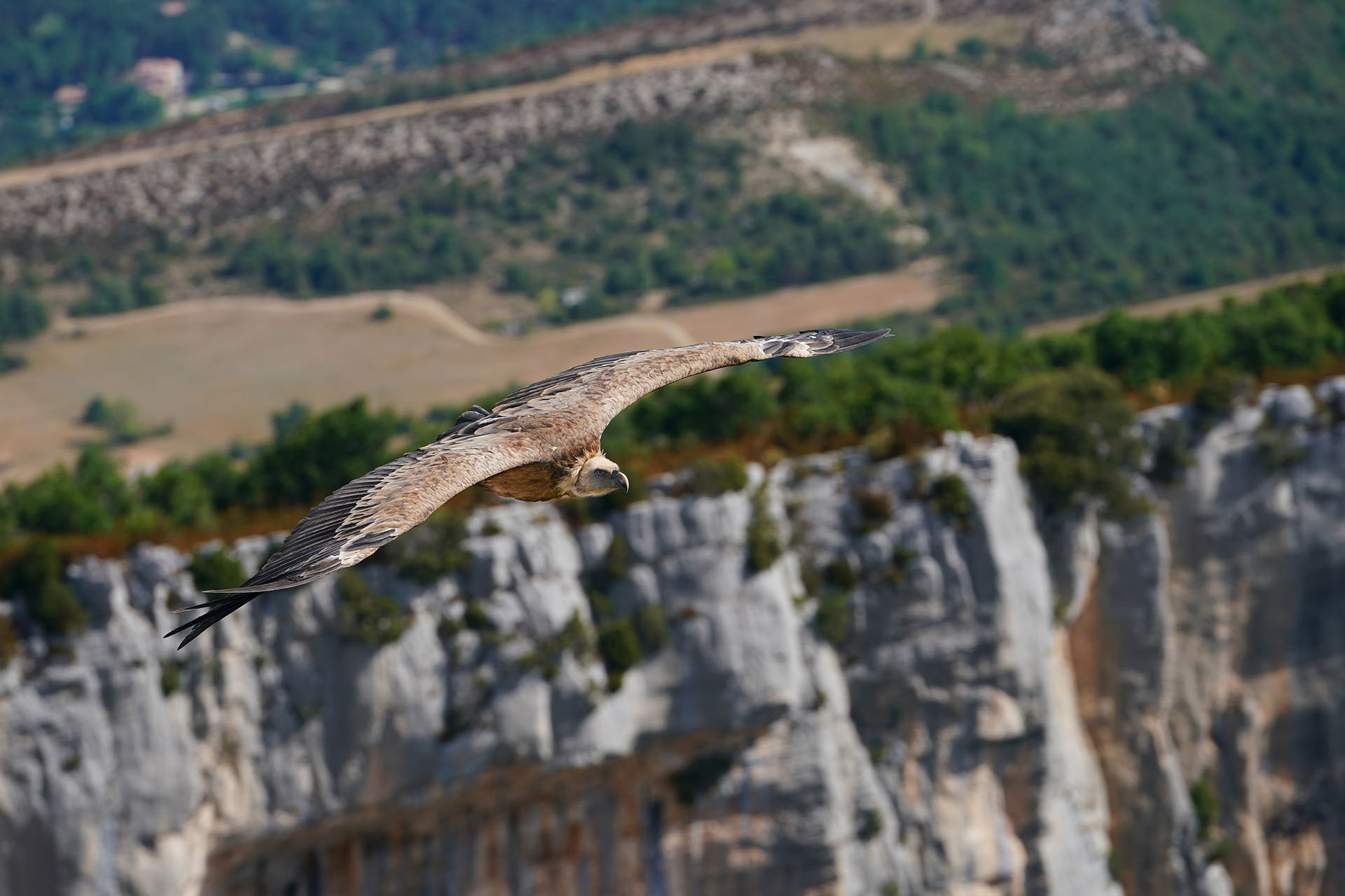 Tierfotografie Gustav Kiburg