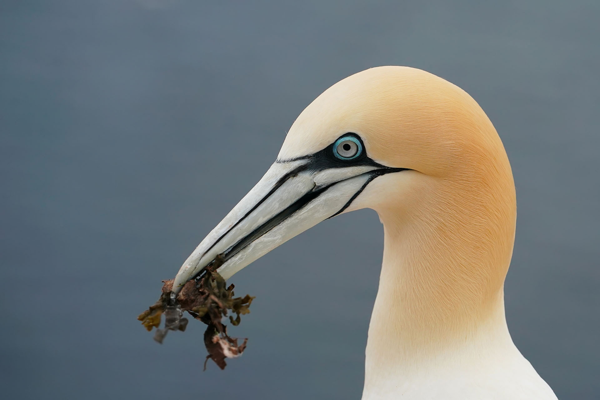 Tierfotografie Gustav Kiburg