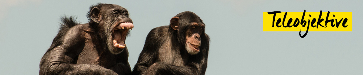 Teleobjektive