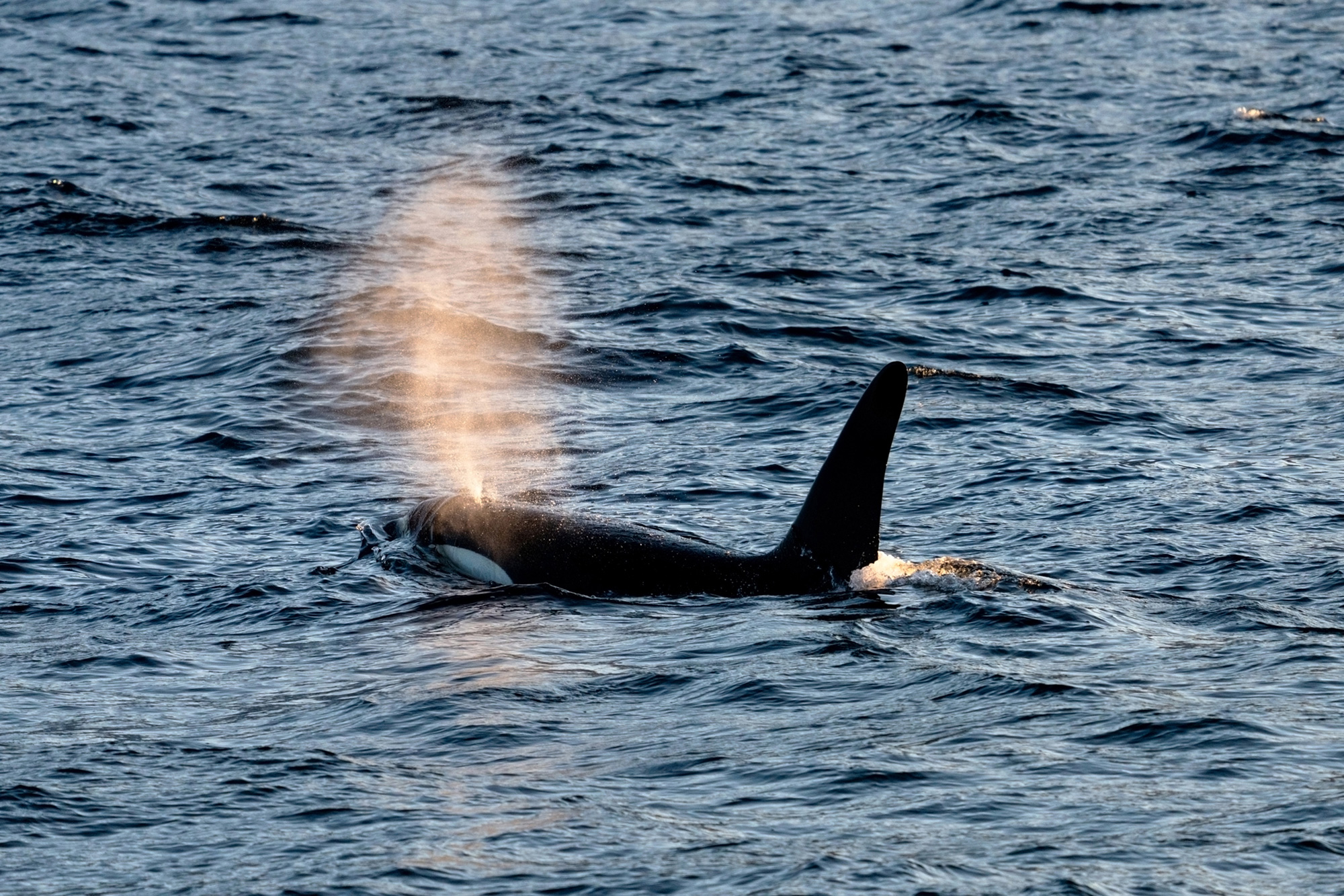 Abenteuer Arktis: Wildlife - und Landschaftsfotografie von Lana Tannir