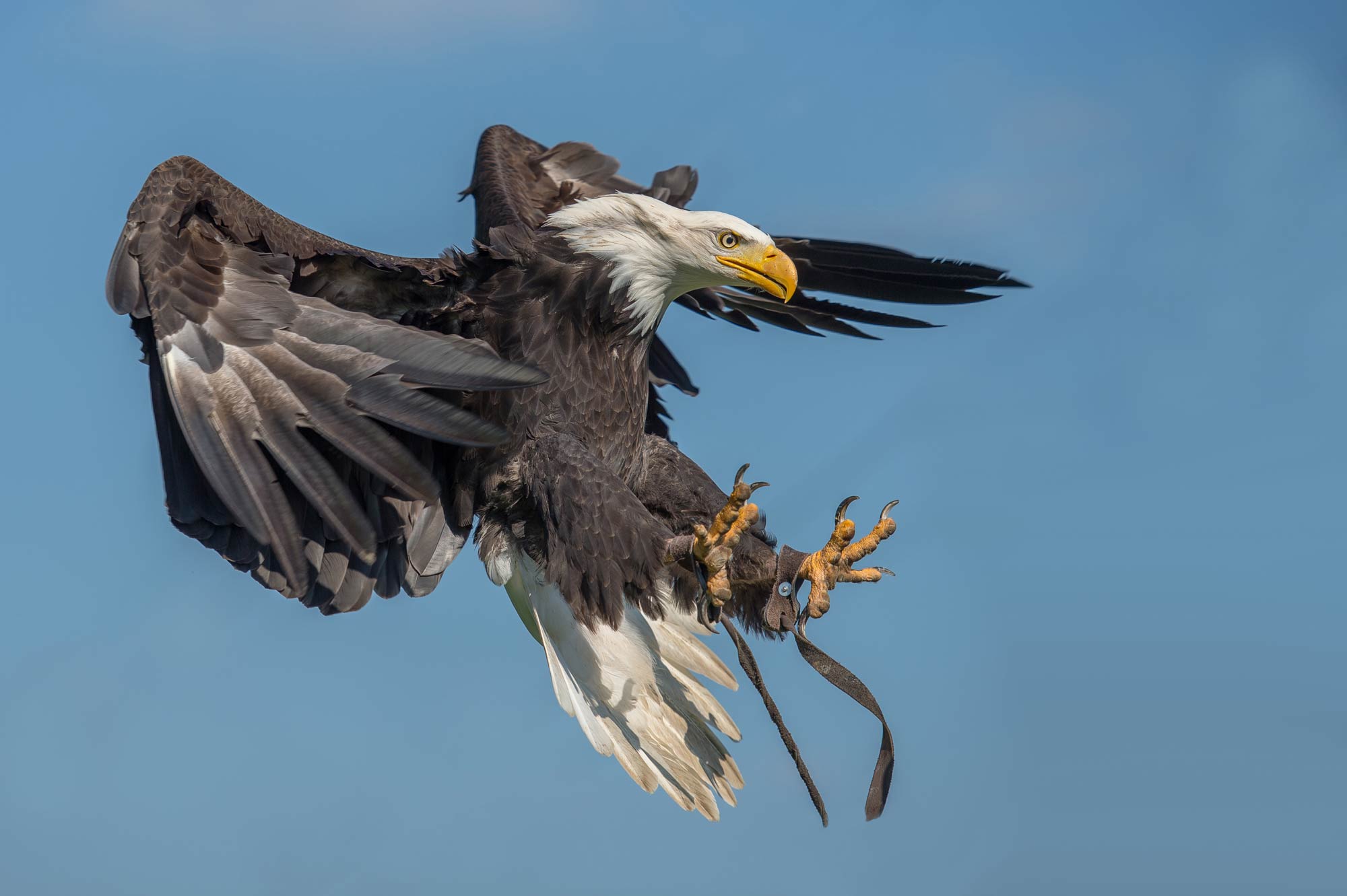 Tanja Brandt - Nikon