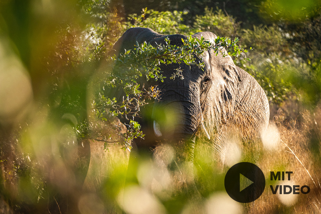 panasonic-afrika-reise