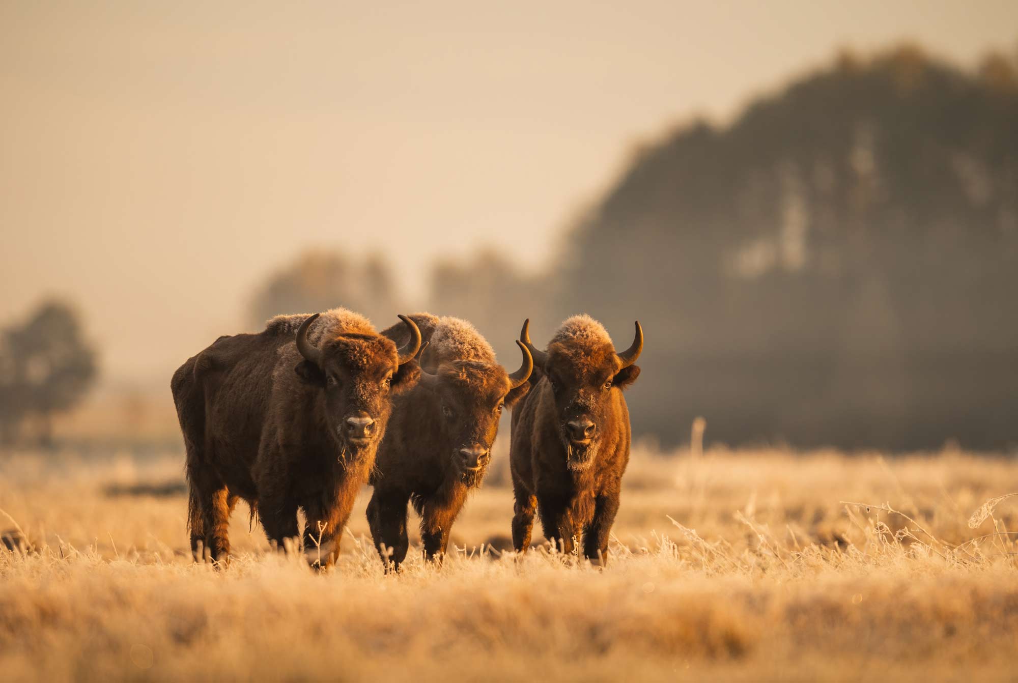 Wisente - Alessandro Sgro