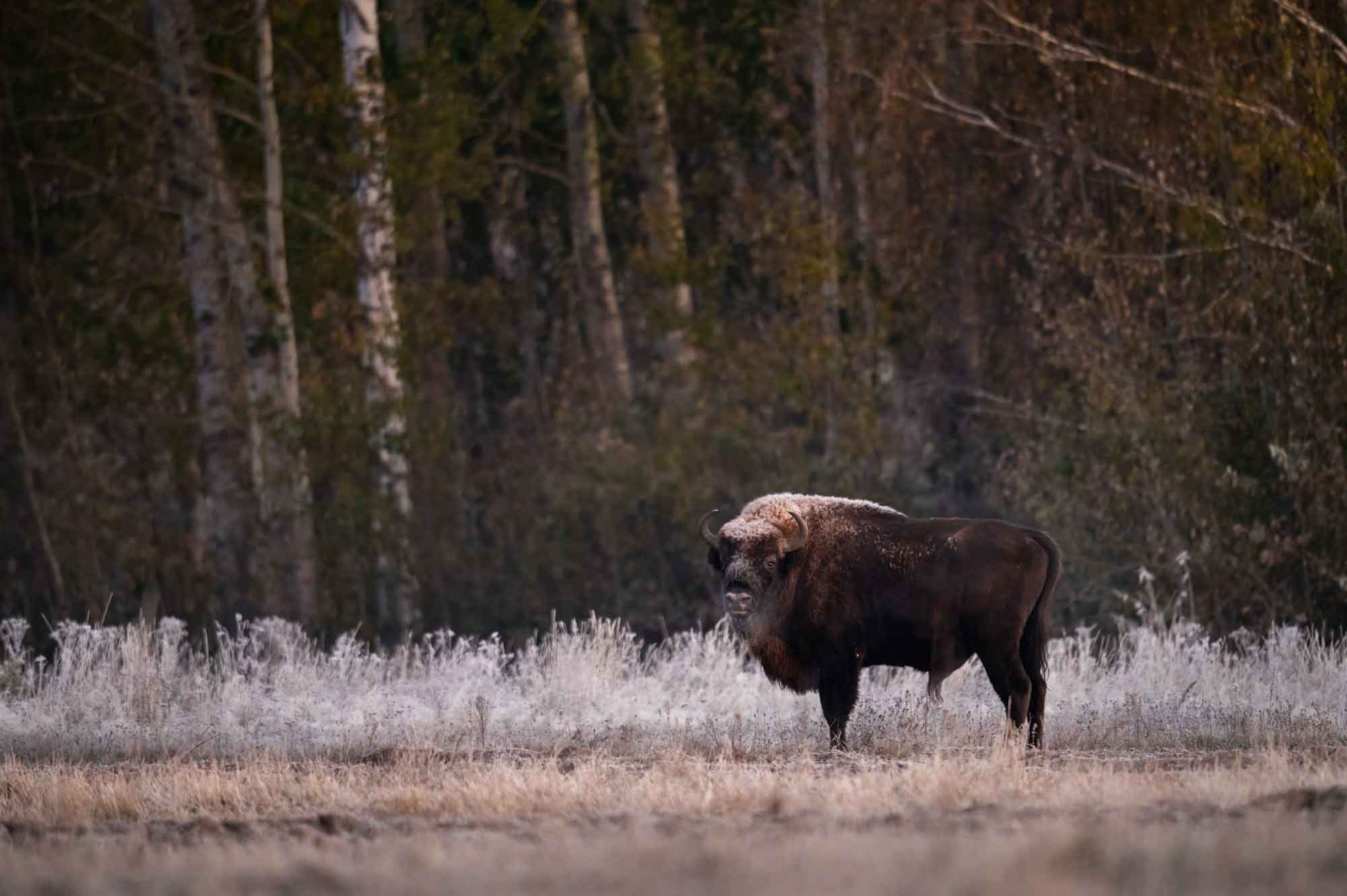 Wisente - Alessandro Sgro