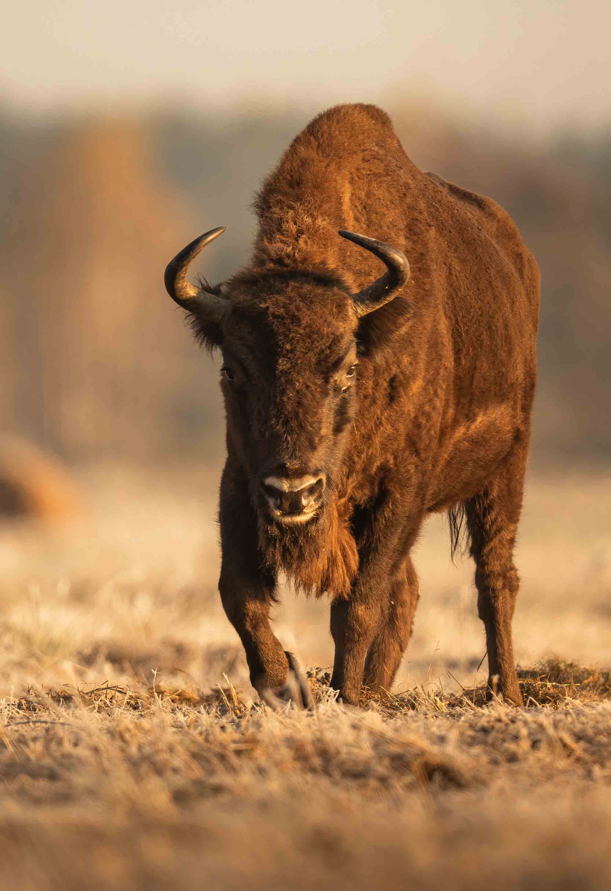 Wisente - Alessandro Sgro