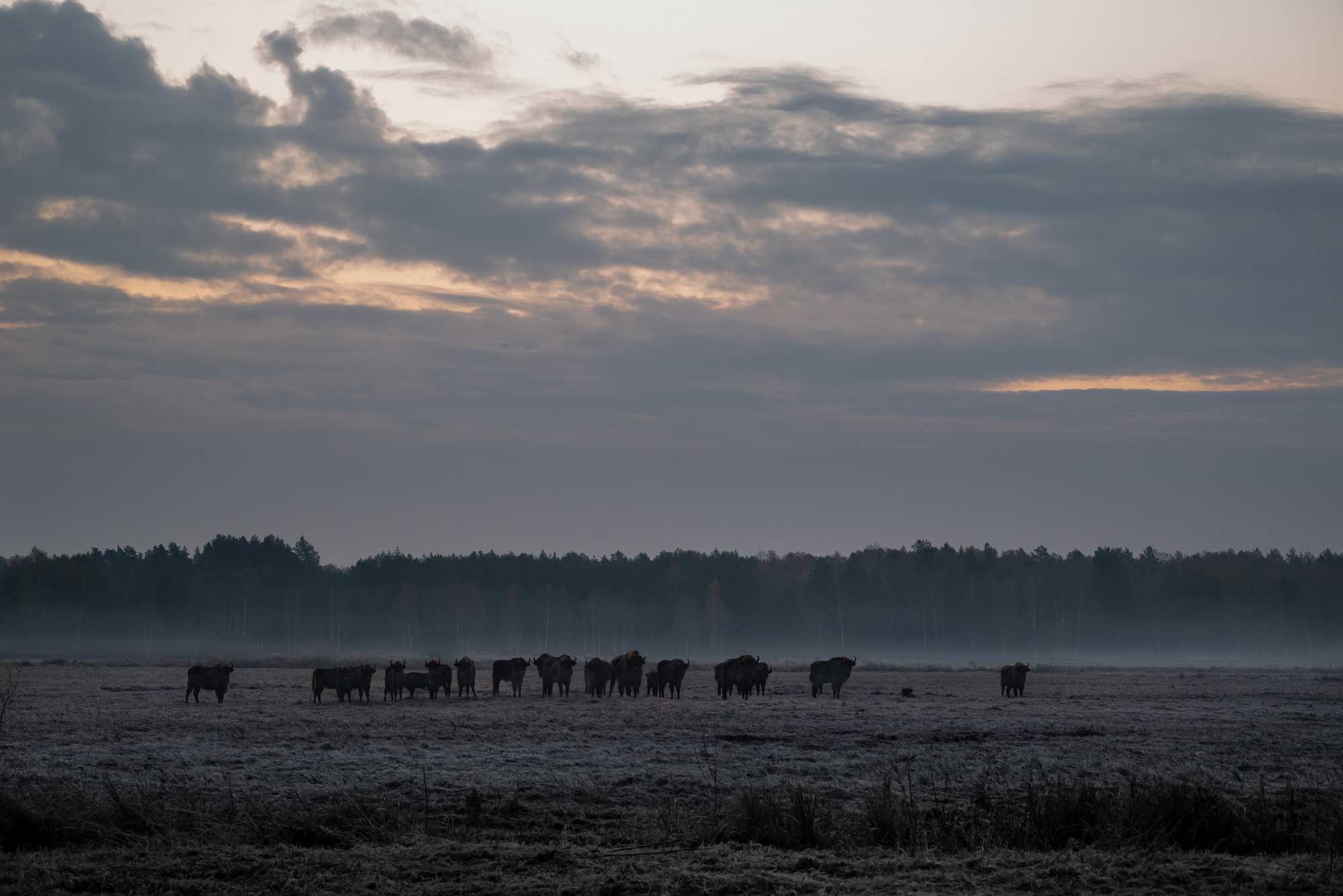 Wisente - Alessandro Sgro