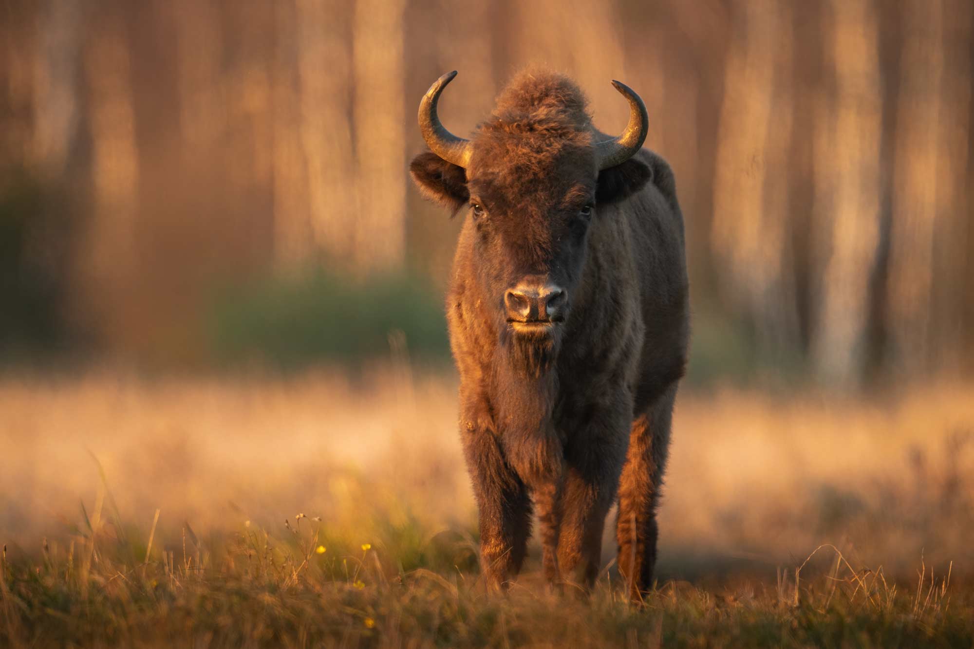 Wisente - Alessandro Sgro