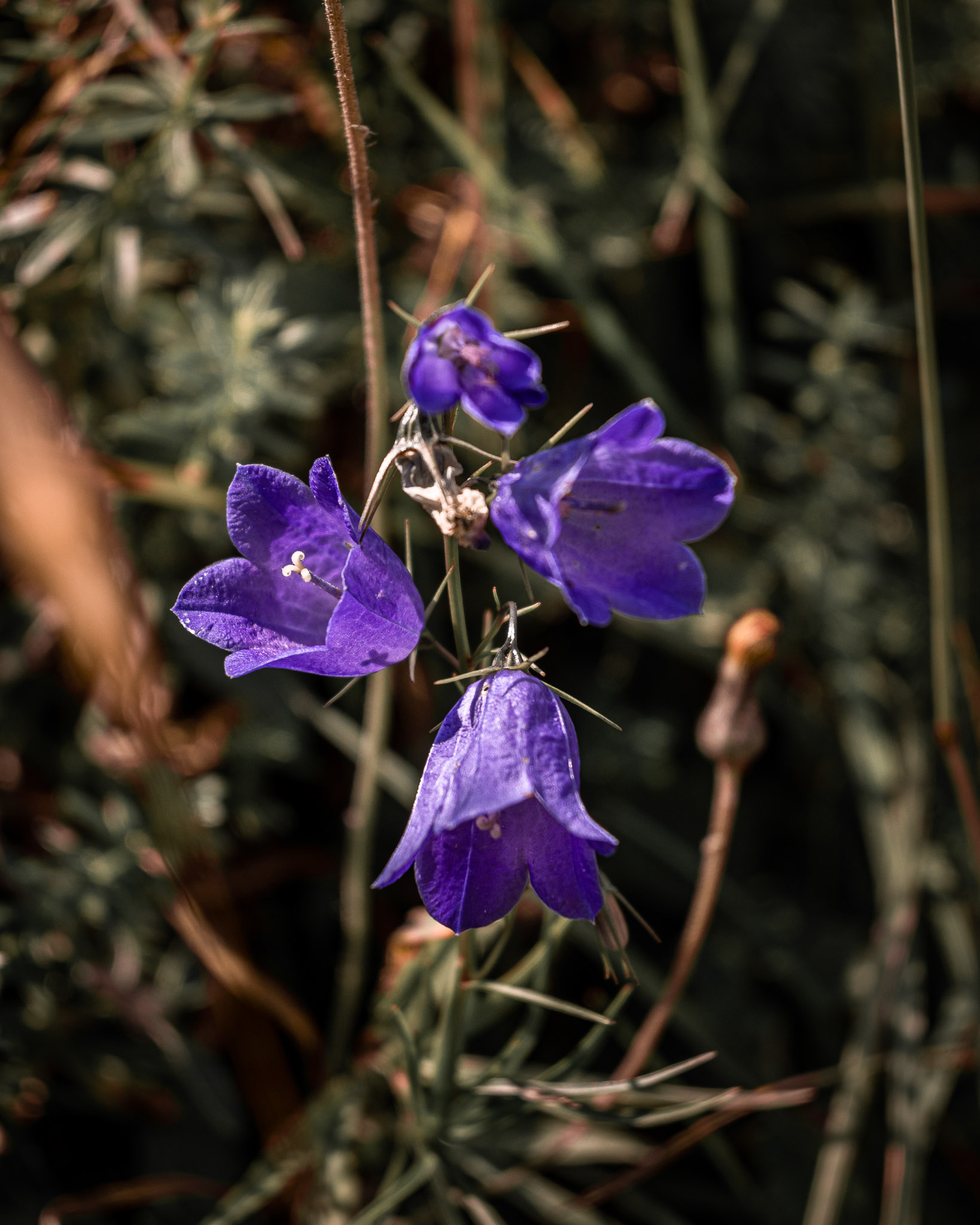 Nikon Nikkor Z DX 16-50mm f/3,5-6,3 VR