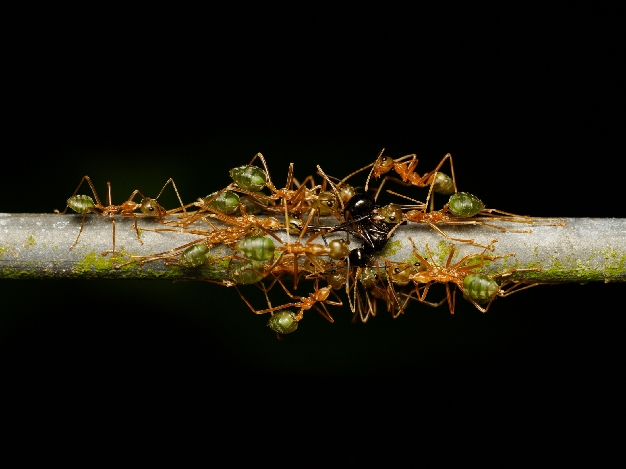 OM SYSTEM M.Zuiko AF 90mm f/3,5 ED Makro IS PRO - Beispielbild