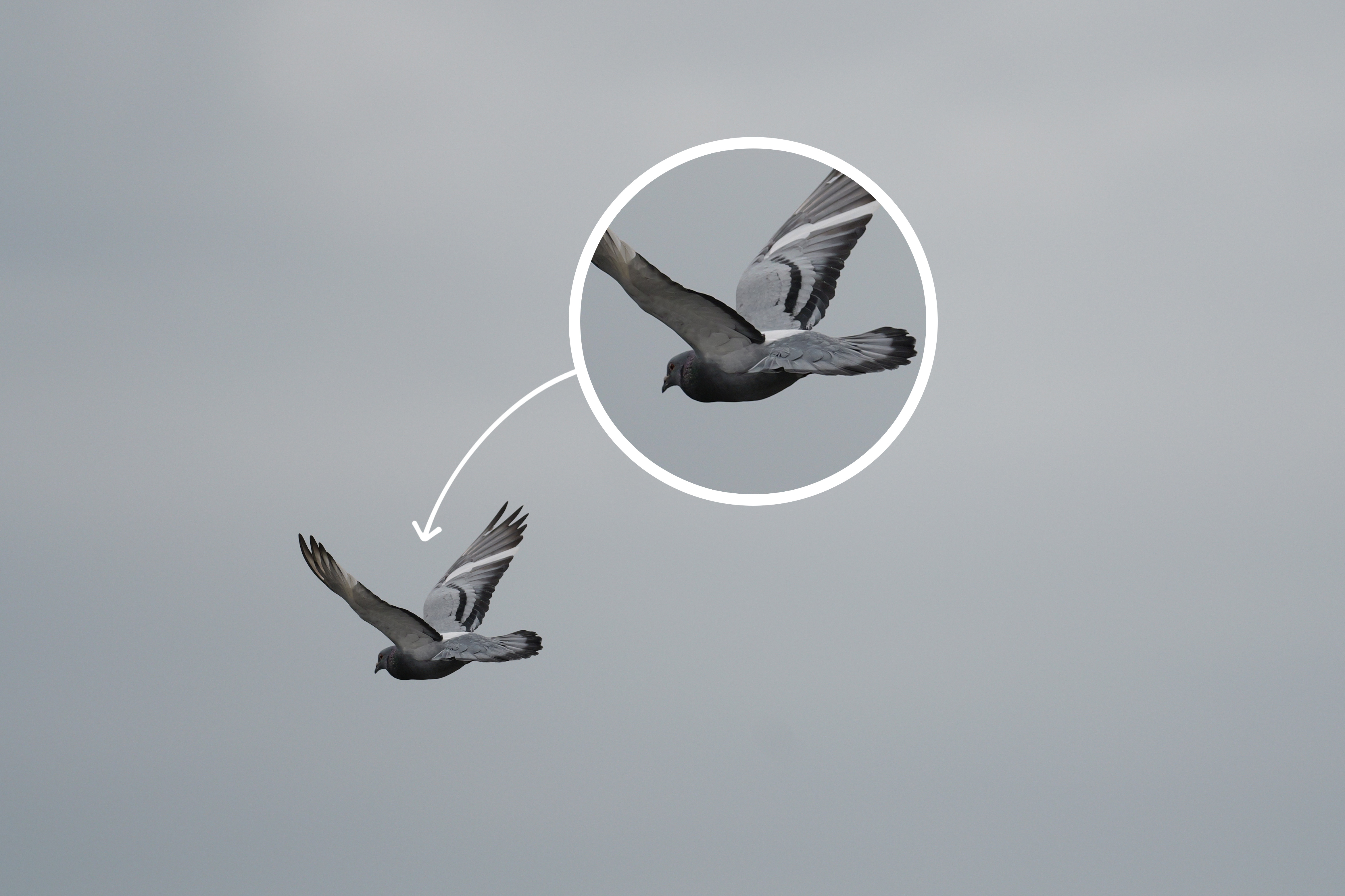 Autofokusgeschwindigkeit des Sigma 500mm F5,6 DG DN S