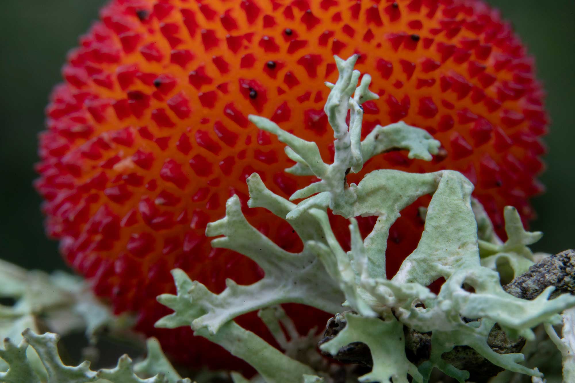 Novoflex - Bernd Ritschel