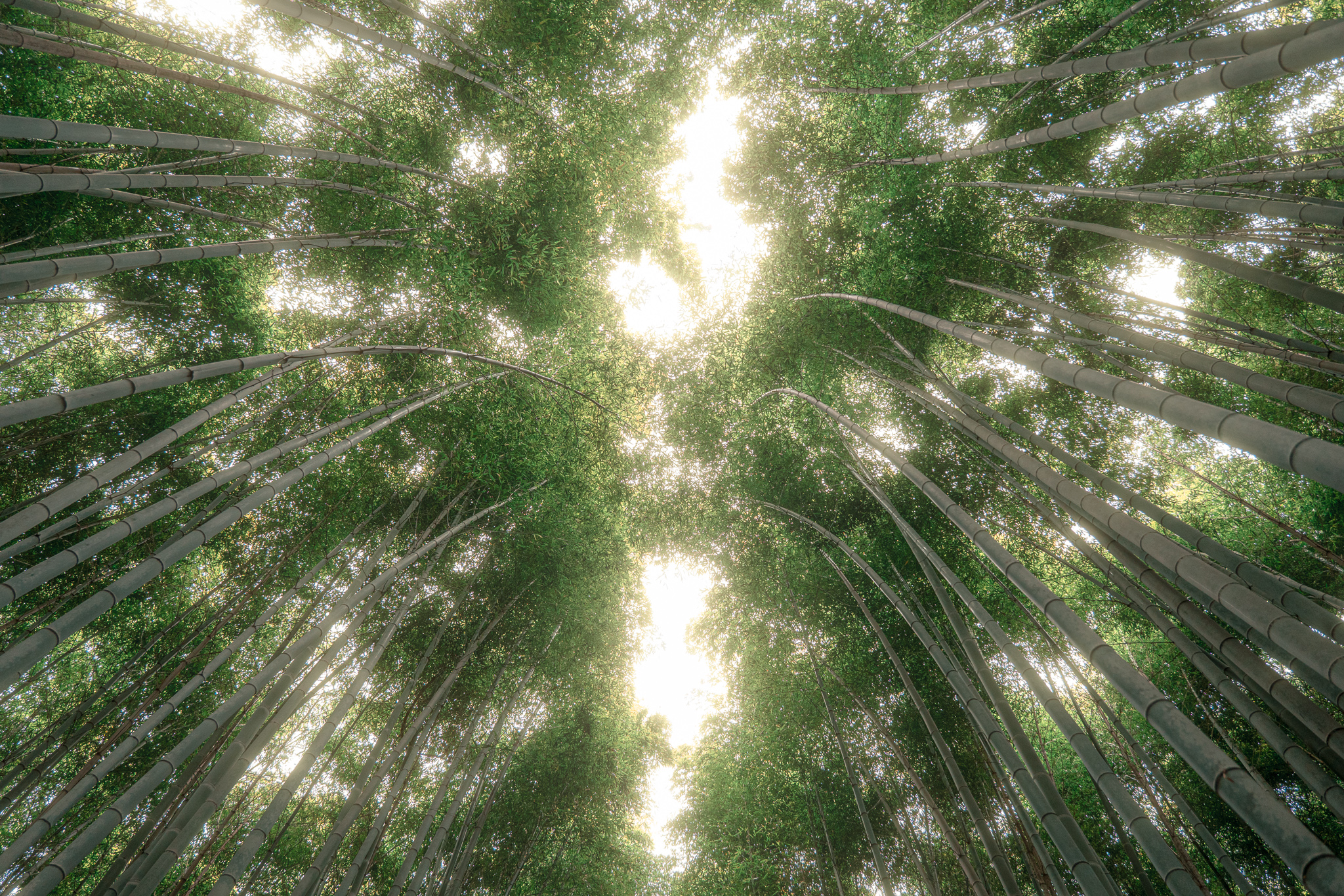 Bambuswald nahe Kyoto mit dem 24-105 f4