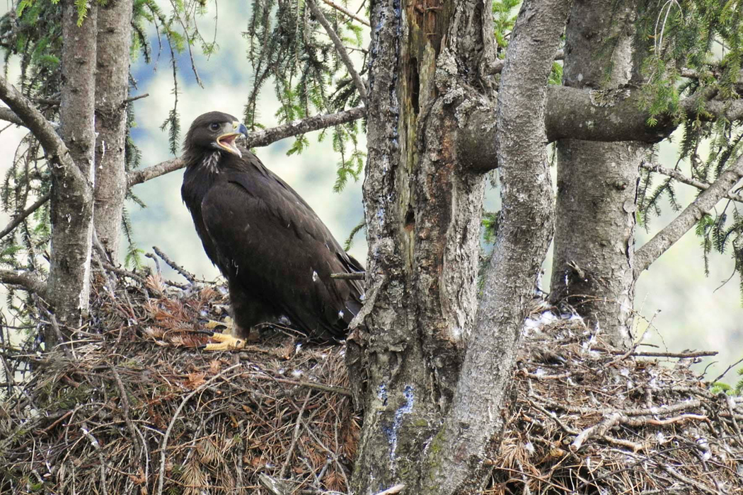 Steinadler Berchtesgaden
